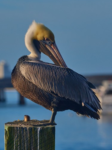 Nikon nikkor 70 300mm - af-s, 70-300mm